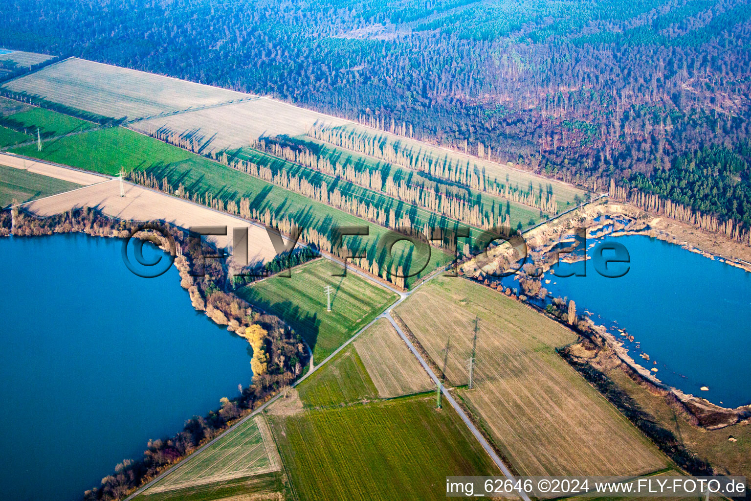 Oblique view of Rows of poplars between fields in Durmersheim in the state Baden-Wuerttemberg, Germany