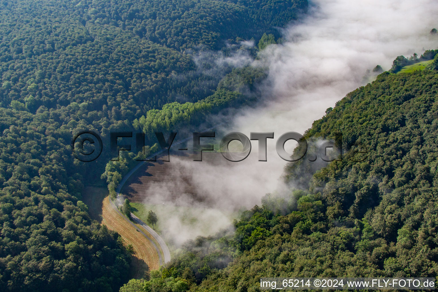 Forest clearing in the fog in the district Ovenhausen in Höxter in the state North Rhine-Westphalia, Germany