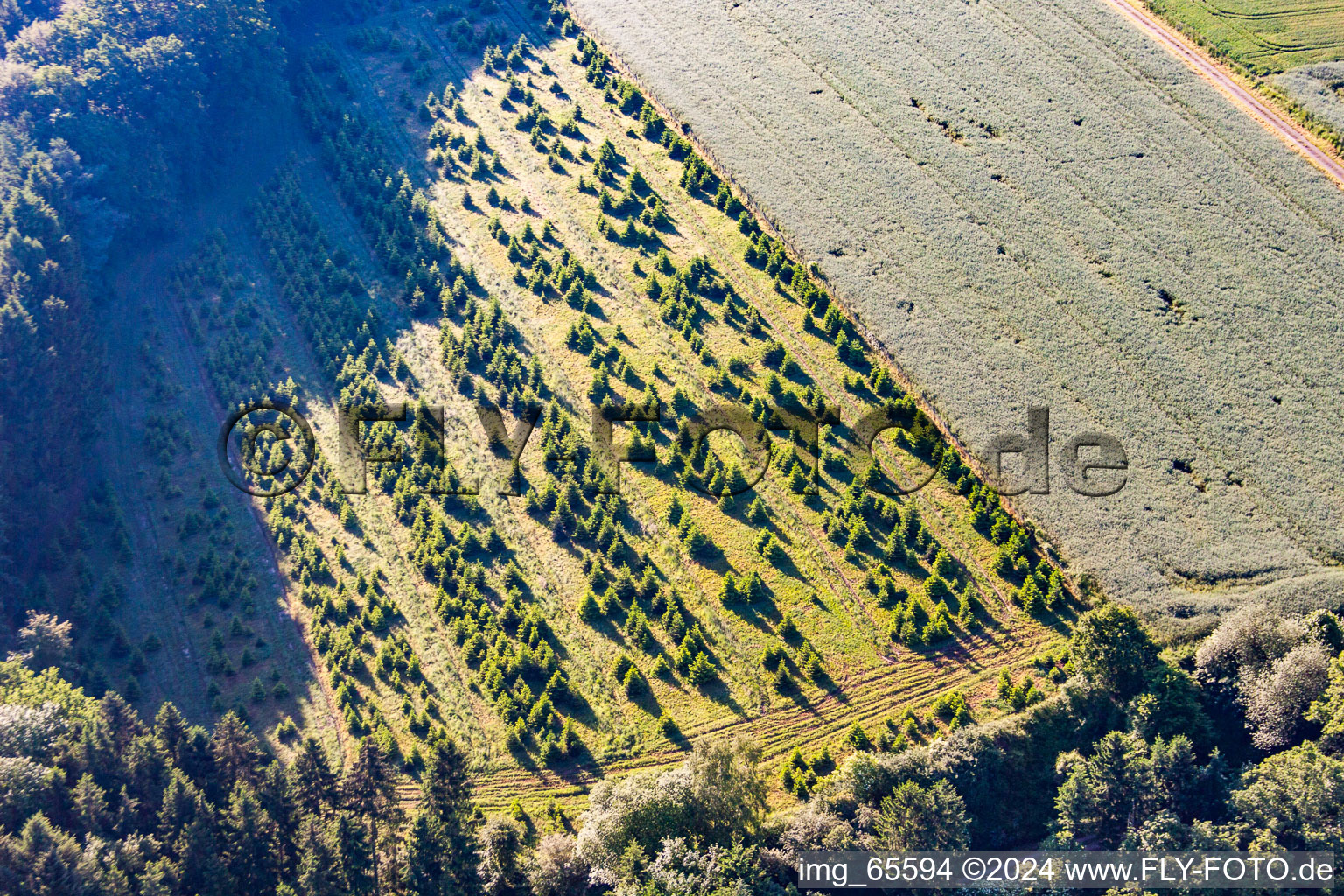 Christmas tree plantation in Lauenförde in the state Lower Saxony, Germany