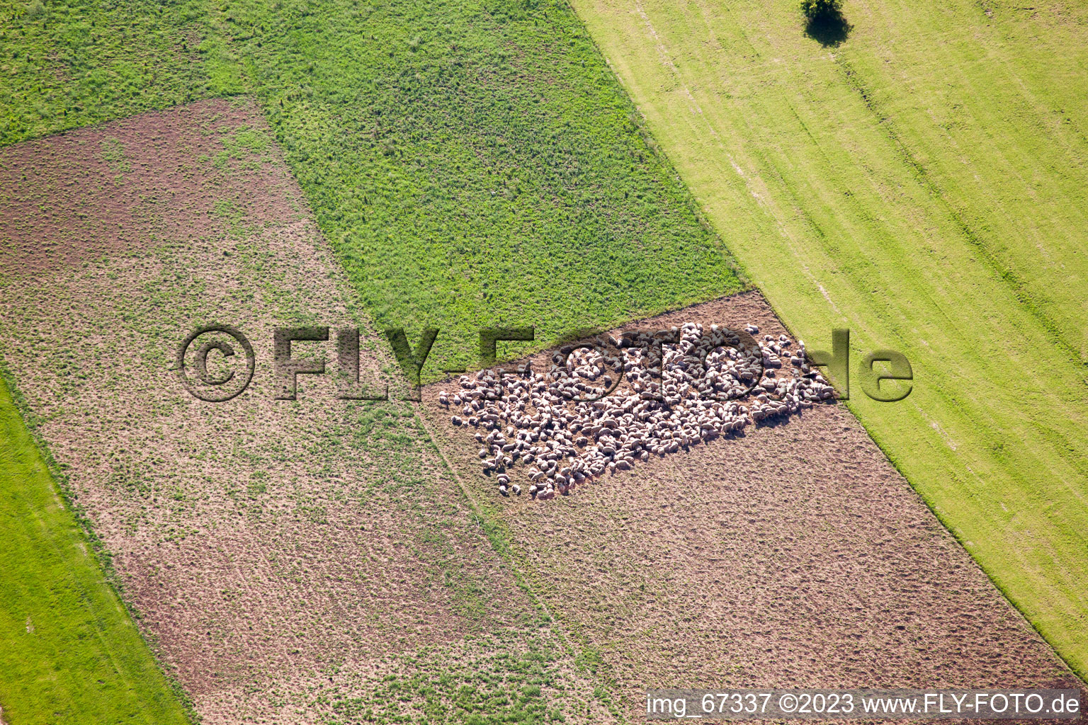Sheep pen in fields in Feldstetten in the state Baden-Wuerttemberg, Germany