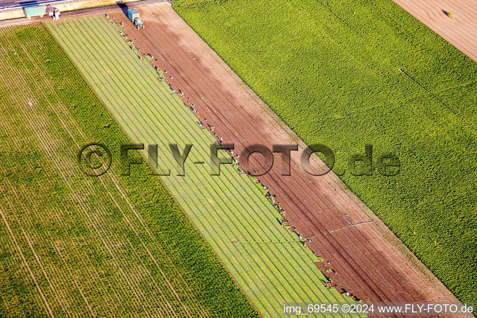 Harvest use of heavy agricultural machinery - combine harvesters and harvesting vehicles on agricultural fields in Mutterstadt in the state Rhineland-Palatinate