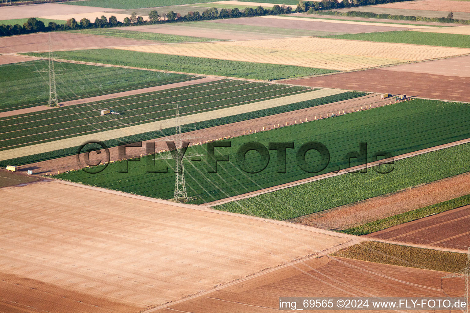 Vegetable harvest in the Palatinate in the district Dannstadt in Dannstadt-Schauernheim in the state Rhineland-Palatinate, Germany