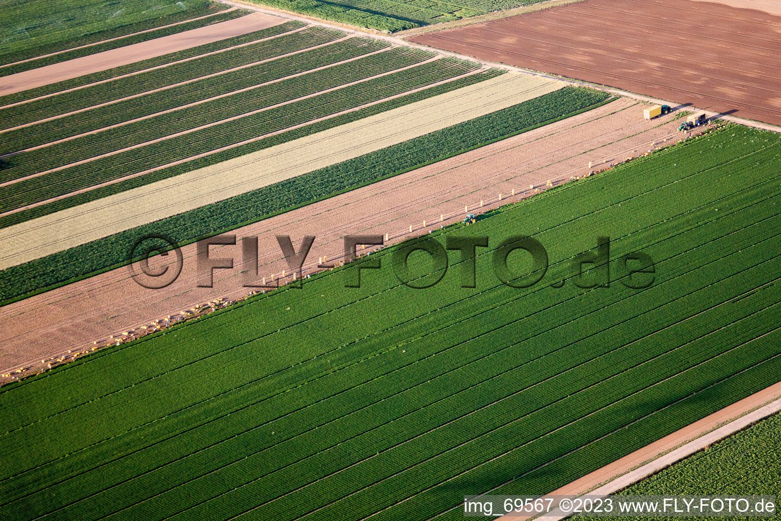 Aerial view of Vegetable harvest in the Palatinate in the district Dannstadt in Dannstadt-Schauernheim in the state Rhineland-Palatinate, Germany