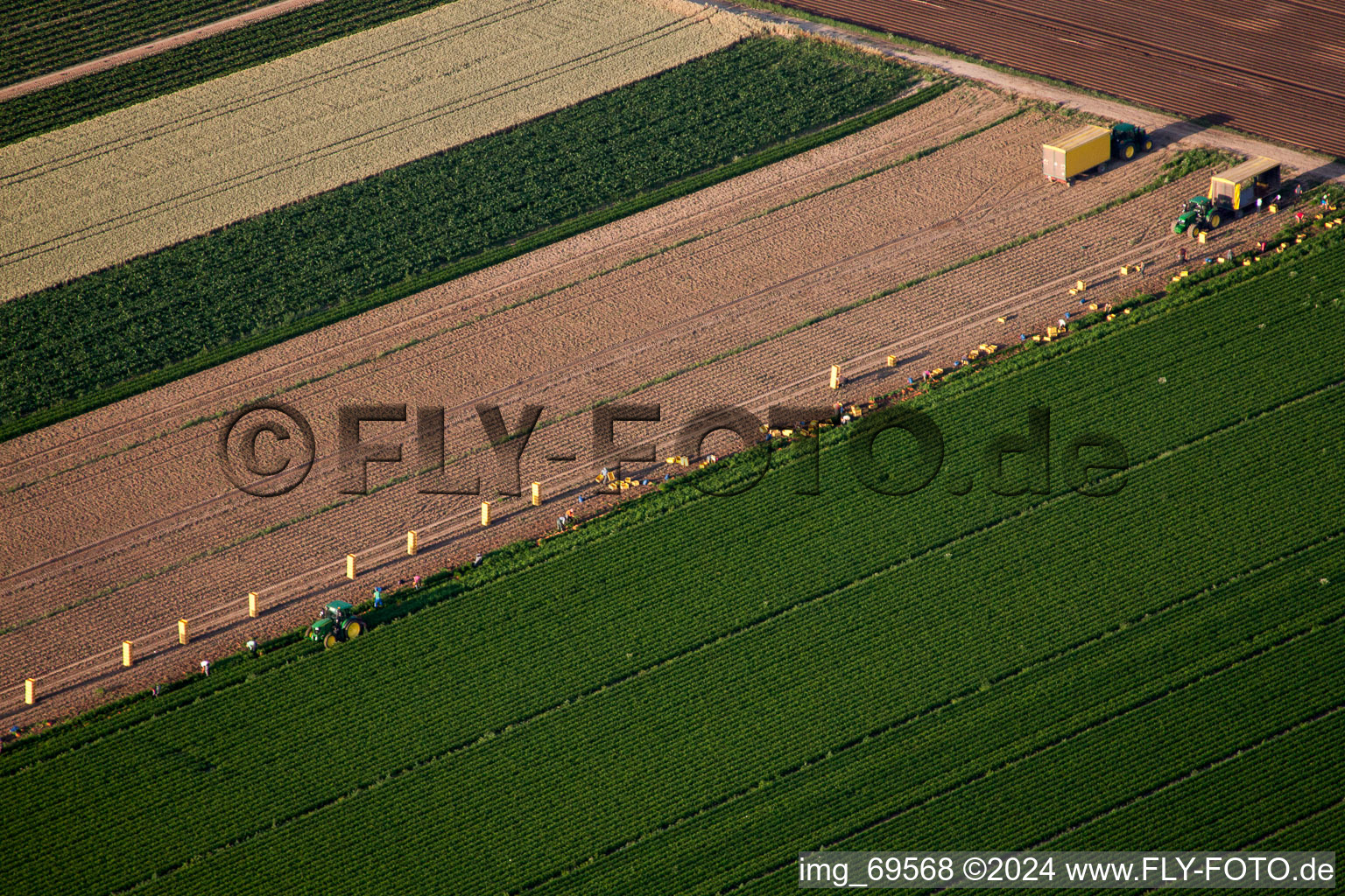 Harvest use of heavy agricultural machinery - combine harvesters and harvesting vehicles on agricultural fields in Boehl-Iggelheim in the state Rhineland-Palatinate