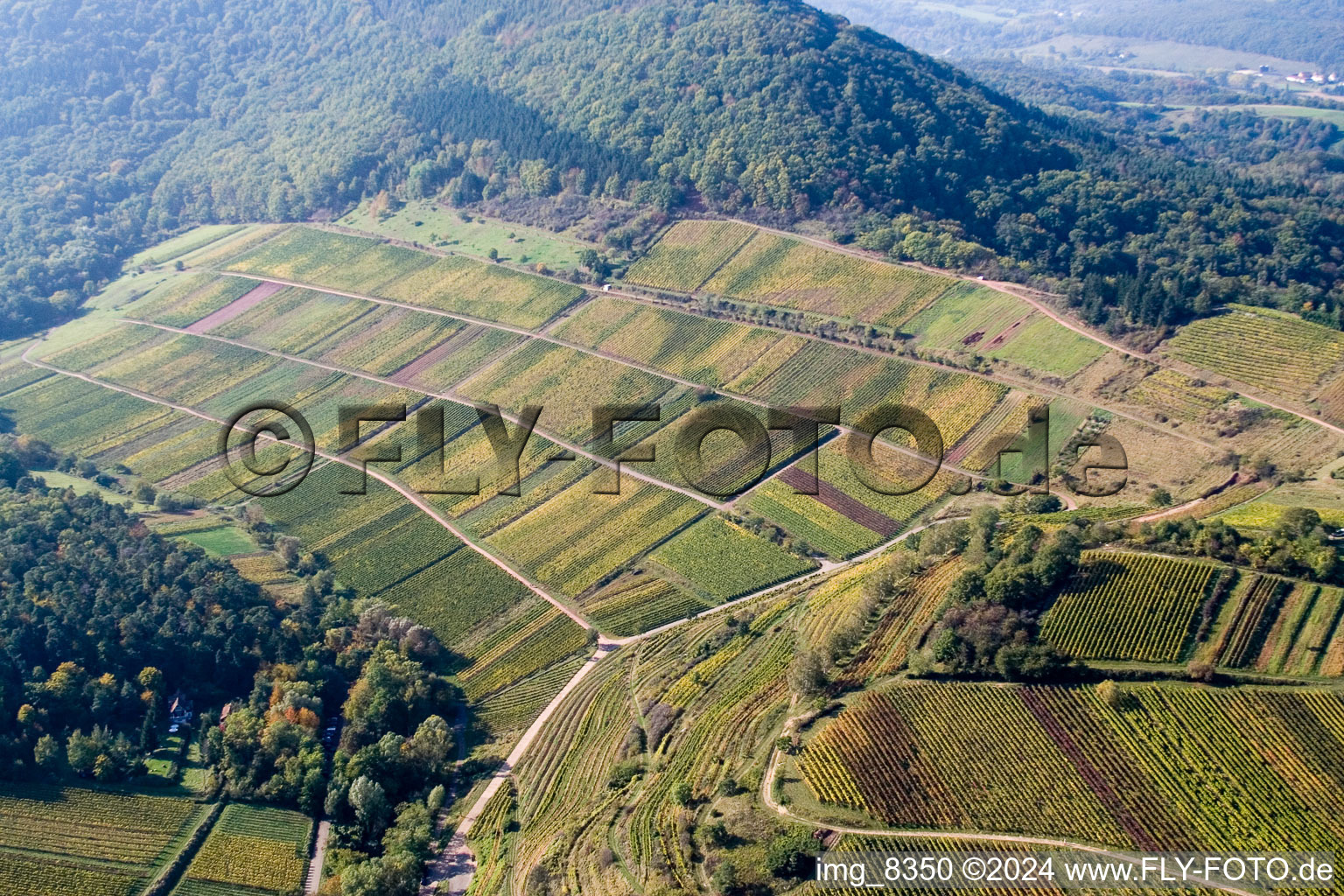 Oblique view of Chestnut bush in Birkweiler in the state Rhineland-Palatinate, Germany