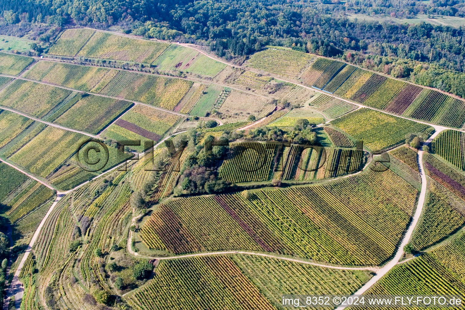 Chestnut bush in Birkweiler in the state Rhineland-Palatinate, Germany from above