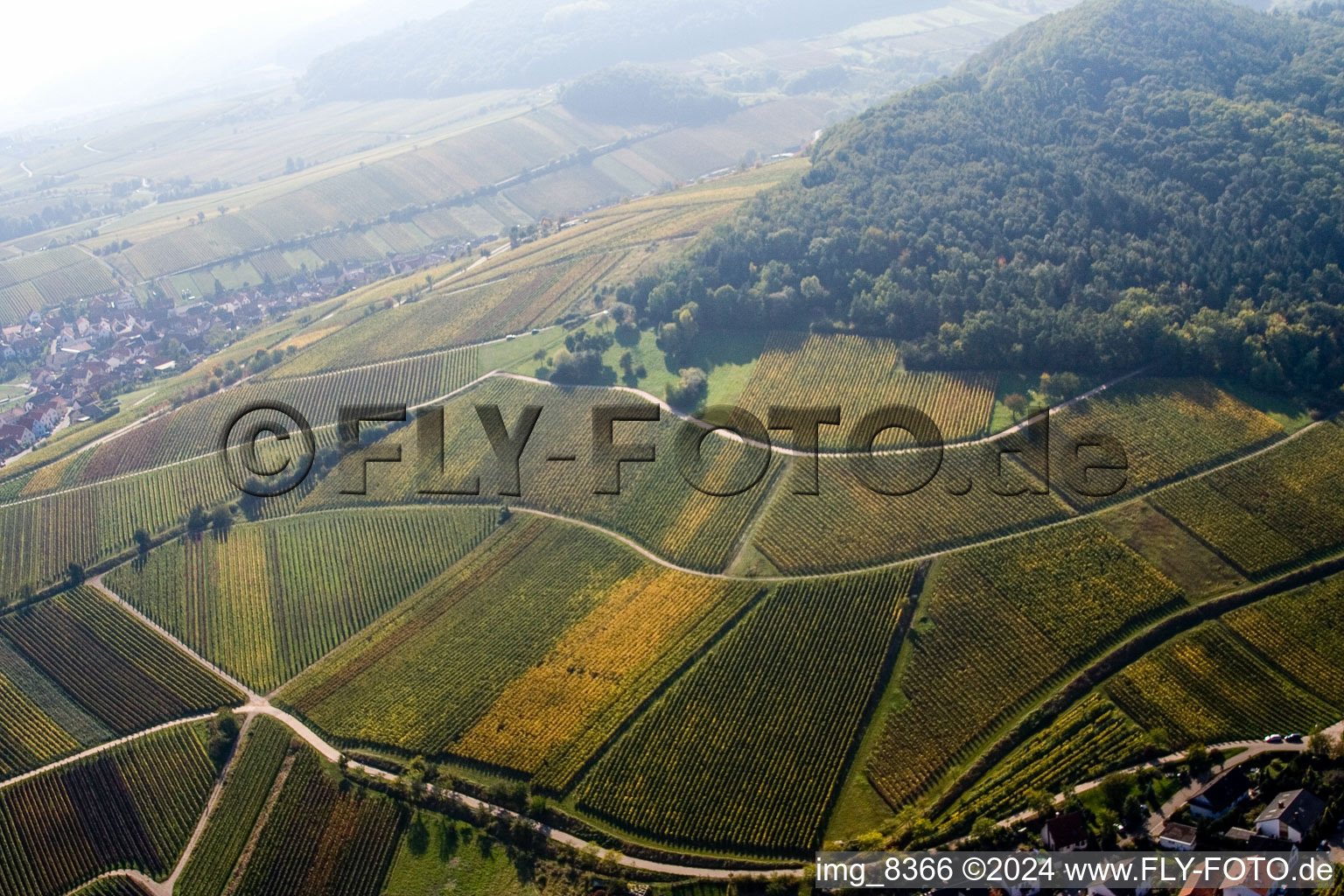 Chestnut bush in Birkweiler in the state Rhineland-Palatinate, Germany seen from above