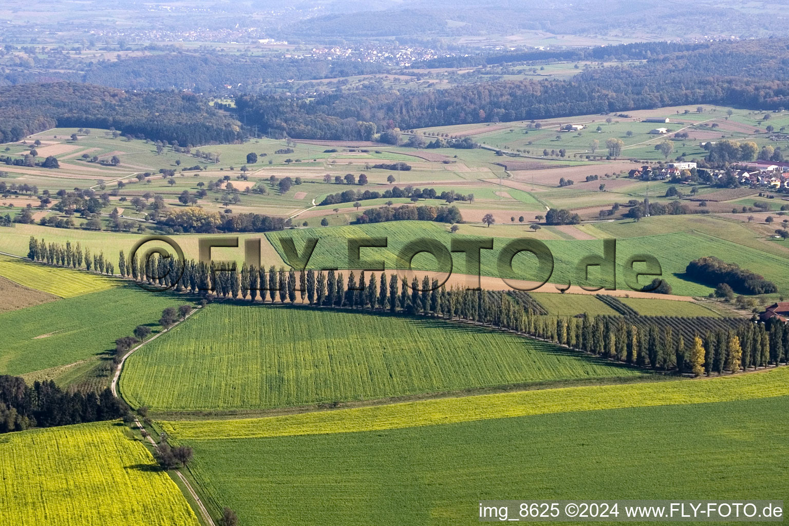 Row of trees on a country road on a field edge in the district Hohenwettersbach in Karlsruhe in the state Baden-Wurttemberg