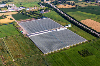 Aerial view of Glass roof surfaces in the greenhouse for vegetable growing ranks of Vitarom frischgemuese GmbH in Hemmingstedt in the state Schleswig-Holstein, Germany