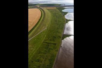 Aerial view of Eider dam with cattle in Wesselburenerkoog in the state Schleswig Holstein, Germany