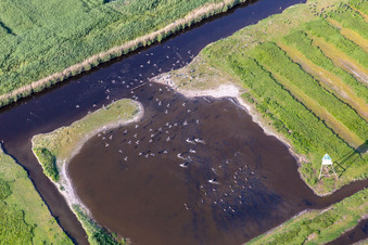 Seabirds at the Ordinger Sielzug in the district Brösum in Sankt Peter-Ording in the state Schleswig Holstein, Germany