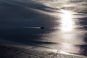 Eider in Karolinenkoog in the state Schleswig Holstein, Germany