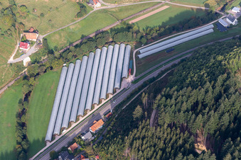 Polytunnel in the Renchtal in Oppenau in the state Baden-Wuerttemberg, Germany