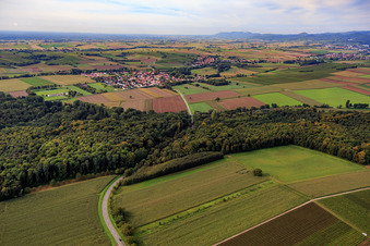 Route of the L544 through the forest near Barbelroth in the district Ingenheim in Billigheim-Ingenheim in the state Rhineland-Palatinate, Germany