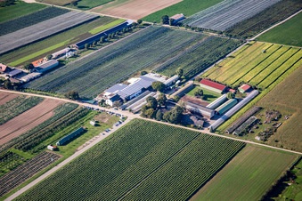Obsthof Zapf and Hofcafé and Uwe Nauerth - Tobacco production in the Holderbühler Hof and in Kandel in the state Rhineland-Palatinate, Germany