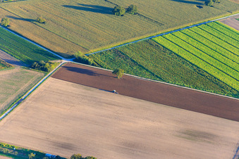 Ploughing tractor in Rülzheim in the state Rhineland-Palatinate, Germany