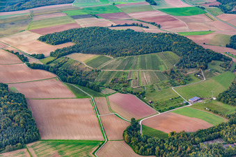 Vineyard in the district Dertingen in Wertheim in the state Baden-Wuerttemberg, Germany