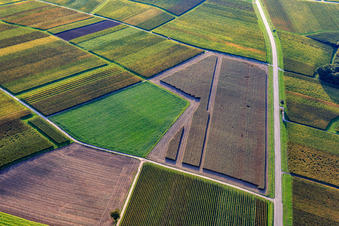 Polygonal pattern of partially harvested fields and vineyards in autumn in the district Ingenheim in Billigheim-Ingenheim in the state Rhineland-Palatinate, Germany
