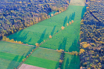 Mowed meadows in the Otterbach lowlands in the evening light in Kandel in the state Rhineland-Palatinate, Germany
