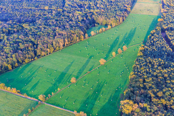 Aerial view of Mowed meadows in the Otterbach lowlands in the evening light in Kandel in the state Rhineland-Palatinate, Germany