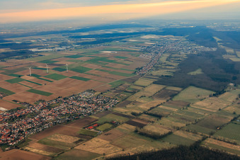 Cattle trail in winter from the west in Minfeld in the state Rhineland-Palatinate, Germany