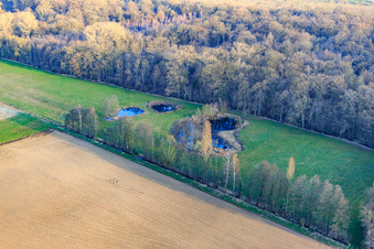 Biotope at Altbach in winter in the district Minderslachen in Kandel in the state Rhineland-Palatinate, Germany