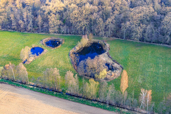 Oblique view of Biotope at Altbach in winter in the district Minderslachen in Kandel in the state Rhineland-Palatinate, Germany