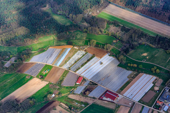 Asparagus cultivation under foil at Atzelhof in Dudenhofen in the state Rhineland-Palatinate, Germany