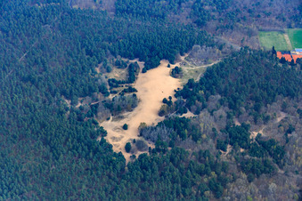 Sand dunes in the forest on the Natostr in Speyer in the state Rhineland-Palatinate, Germany