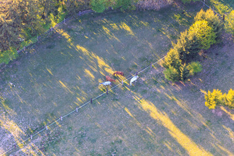 Paddock of Trakehner-Friedrich in Minfeld in the state Rhineland-Palatinate, Germany from a drone