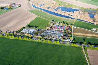 Glass roof surfaces in the greenhouse rows for Floriculture in the district Rheinduerkheim in Worms in the state Rhineland-Palatinate, Germany