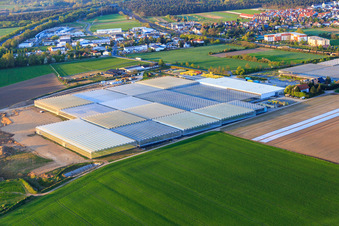 Greenhouses of Trübenbach Gemüsejungpflanzen GmbH & Co. KG in Bickenbach in the state Hesse, Germany