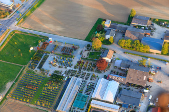 Lindenhof Flowers in the district Auerbach in Bensheim in the state Hesse, Germany
