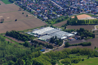 Geraniums Endisch in Hagenbach in the state Rhineland-Palatinate, Germany