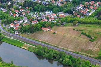 Vineyards of the Mainleite on the banks of the Main in Schweinfurt in the state Bavaria, Germany