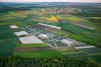 Colorful bedding rows on a field for flowering of Gaertnerei Dieter Denzer in Gochsheim in the state Bavaria, Germany
