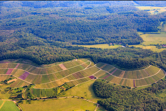 Vineyard landscape "Wilder Fritz" on the Diefenbacher Mettenberg and almond blossom path Diefenbach in the district Diefenbach in Sternenfels in the state Baden-Wuerttemberg, Germany