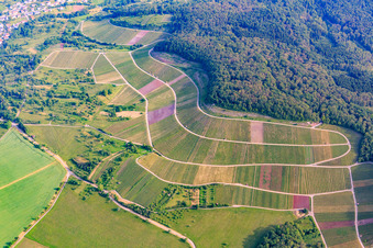 Aerial photograpy of Vineyard landscape "Wilder Fritz" on the Diefenbacher Mettenberg and almond blossom path Diefenbach in the district Diefenbach in Sternenfels in the state Baden-Wuerttemberg, Germany