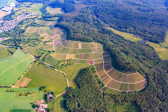 Oblique view of Vineyard landscape "Wilder Fritz" on the Diefenbacher Mettenberg and almond blossom path Diefenbach in the district Diefenbach in Sternenfels in the state Baden-Wuerttemberg, Germany