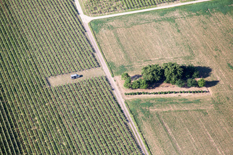 Billigheim-Ingenheim in the state Rhineland-Palatinate, Germany