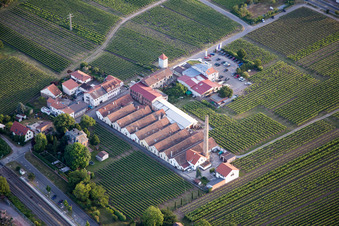 Fields of wine cultivation landscape in the district Bordmuehle in Kirrweiler (Pfalz) in the state Rhineland-Palatinate, Germany
