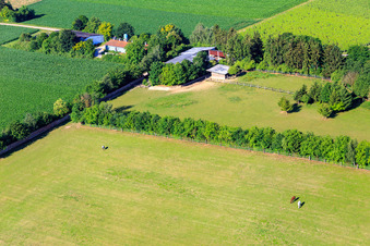 Paddock of Trakehner-Friedrich in Minfeld in the state Rhineland-Palatinate, Germany out of the air