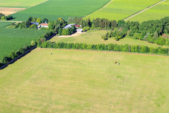 Paddock of Trakehner-Friedrich in Minfeld in the state Rhineland-Palatinate, Germany seen from above
