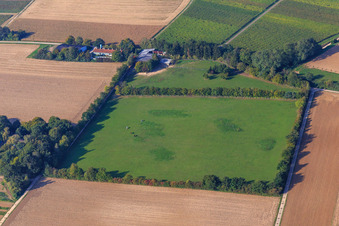 Drone image of Paddock of Trakehner-Friedrich in Minfeld in the state Rhineland-Palatinate, Germany