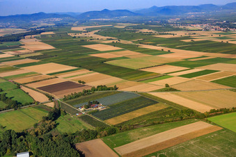 Asparagus and Gensheimer fruit farm in the Lindenhof in Steinweiler in the state Rhineland-Palatinate, Germany