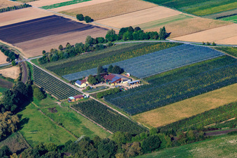Aerial photograpy of Asparagus and Gensheimer fruit farm in the Lindenhof in Steinweiler in the state Rhineland-Palatinate, Germany