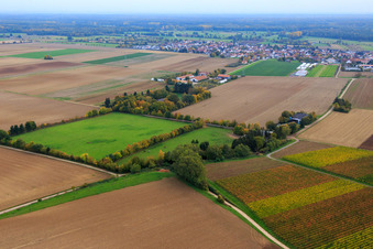 Paddock of Trakehner-Friedrich in Minfeld in the state Rhineland-Palatinate, Germany seen from above