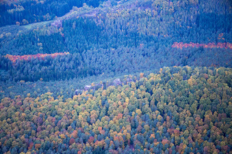 Autumn forest of the Northern Vosges at Dambach in Dambach in the state Bas-Rhin, France
