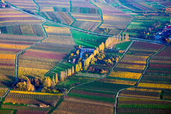 Autumn coloured Row of trees between wine yards at the Aalmuehl in Ilbesheim bei Landau in der Pfalz in the state Rhineland-Palatinate