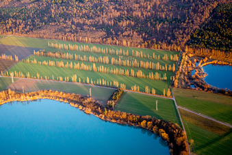 Winterly Riparian areas on the lake area of Kiesweier with rows of poplar trees und high voltage line in evening light in Durmersheim in the state Baden-Wurttemberg